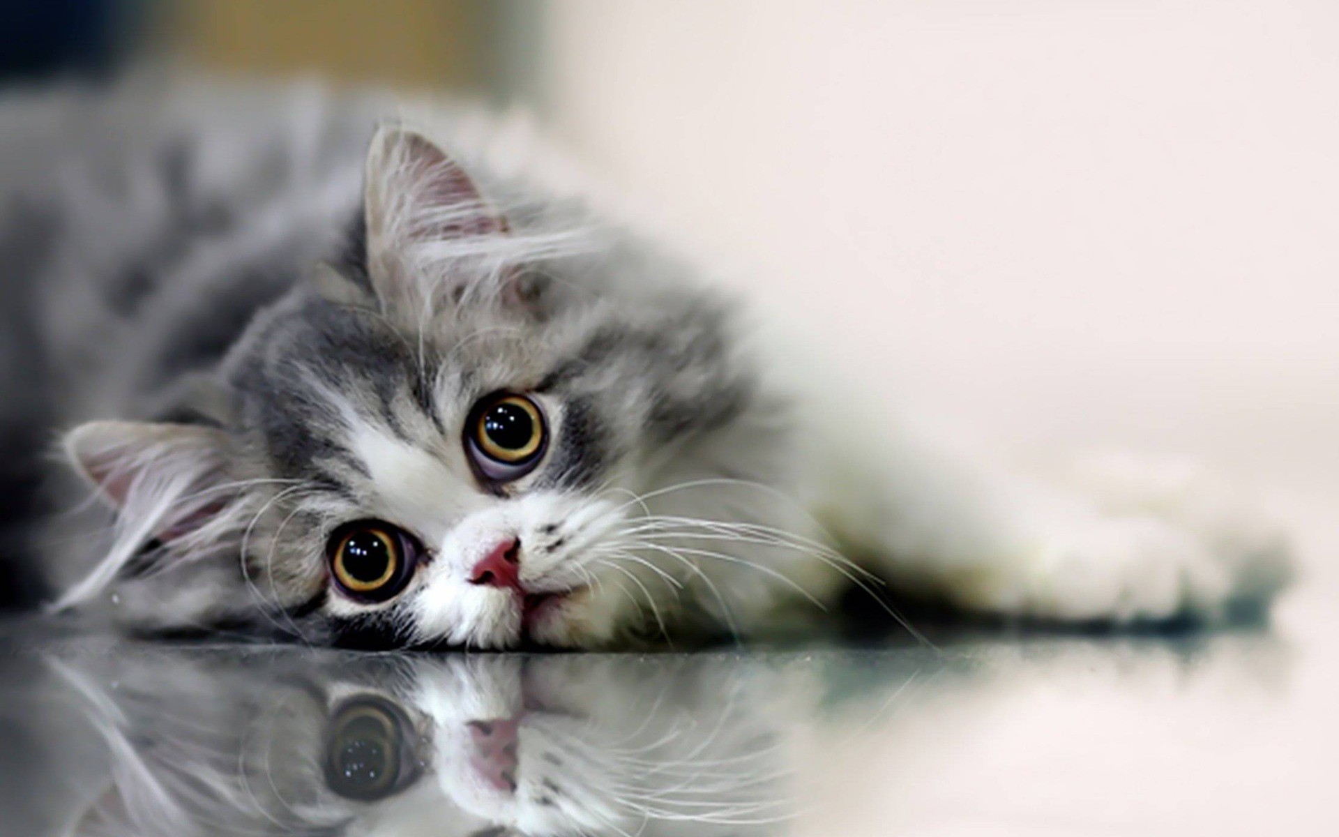 Beautifull Cat Cats Wallpaper Pictures To