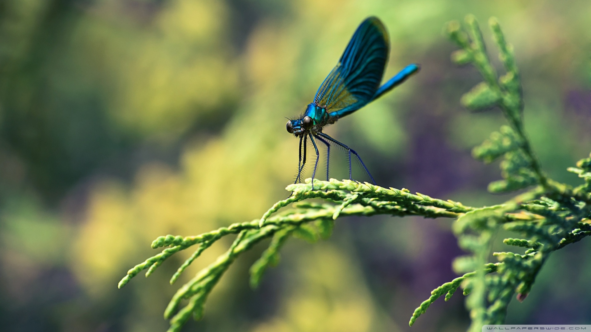 Blue Dragonfly Macro Wallpaper