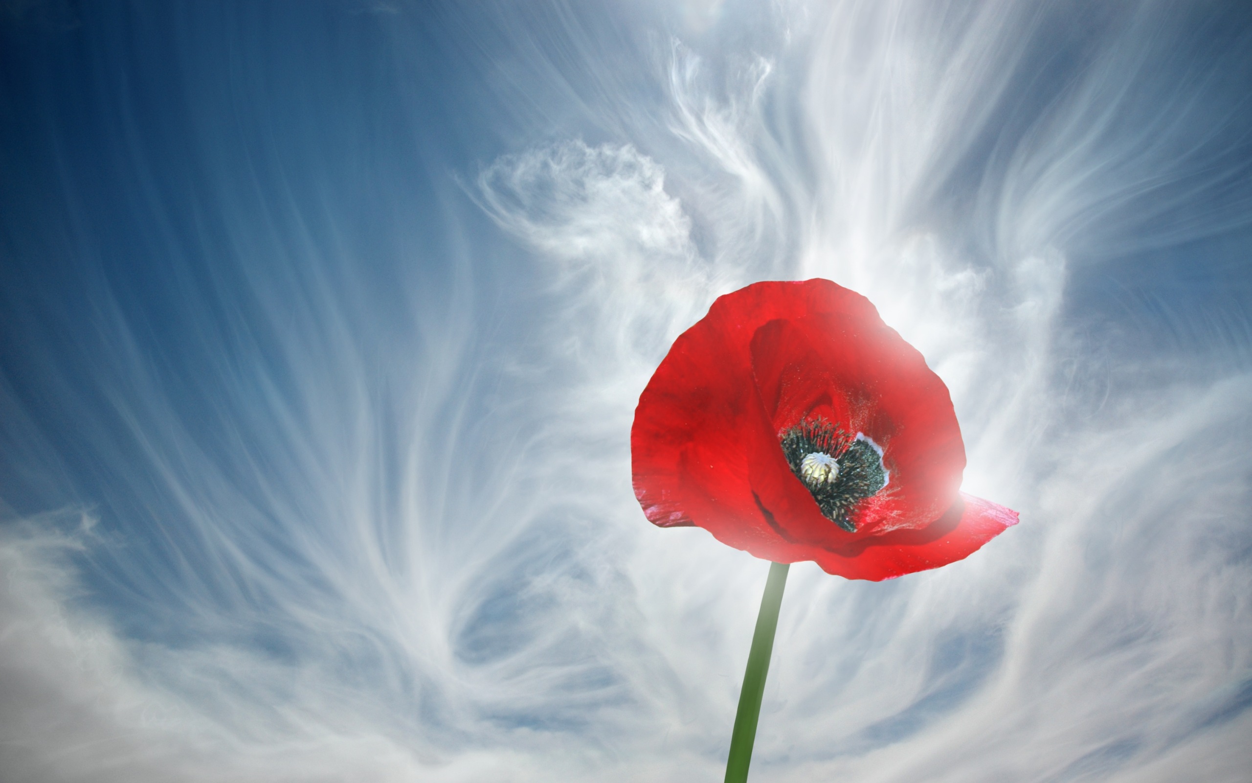 Free download Red poppies wallpapers and images wallpapers pictures