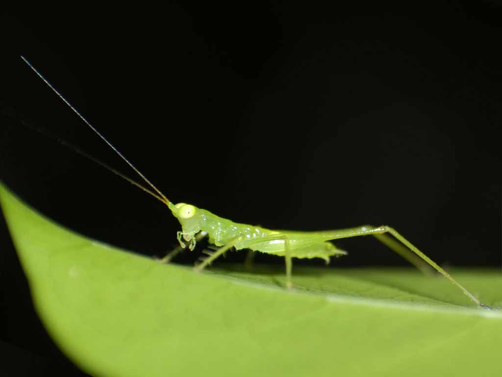 HD Wallpaper Grasshopper