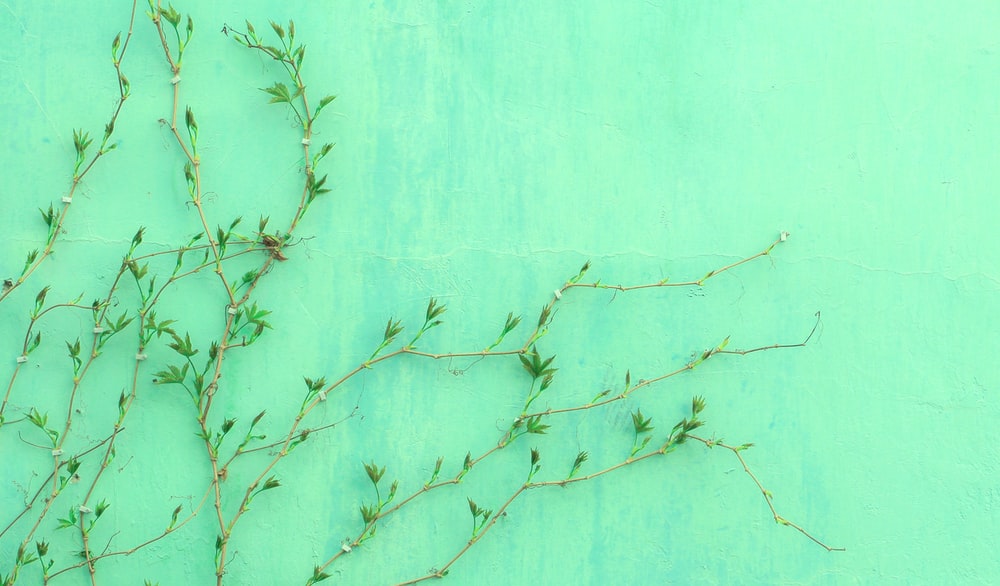 Green Wallpaper HD Hq