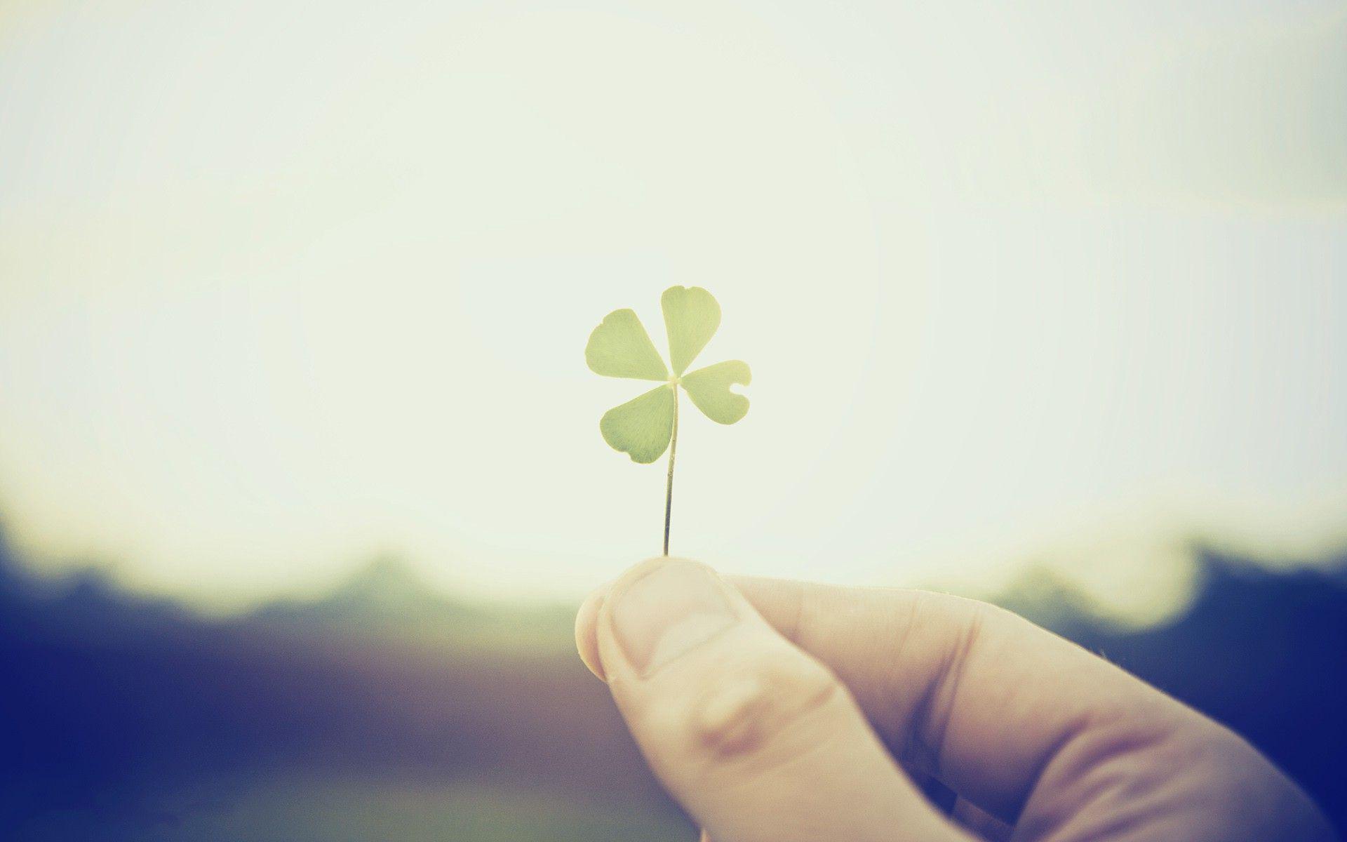 Four Leaf Clover Wallpaper HD