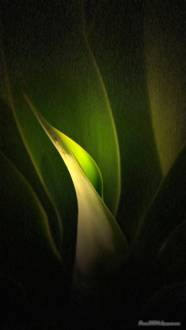 iPhone Green Leaf HD Wallpaper