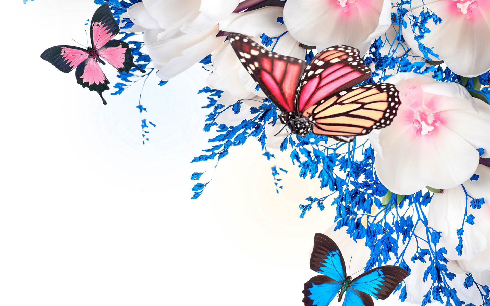 Exquisite Butterfly desktop backgrounds for delicate beauty