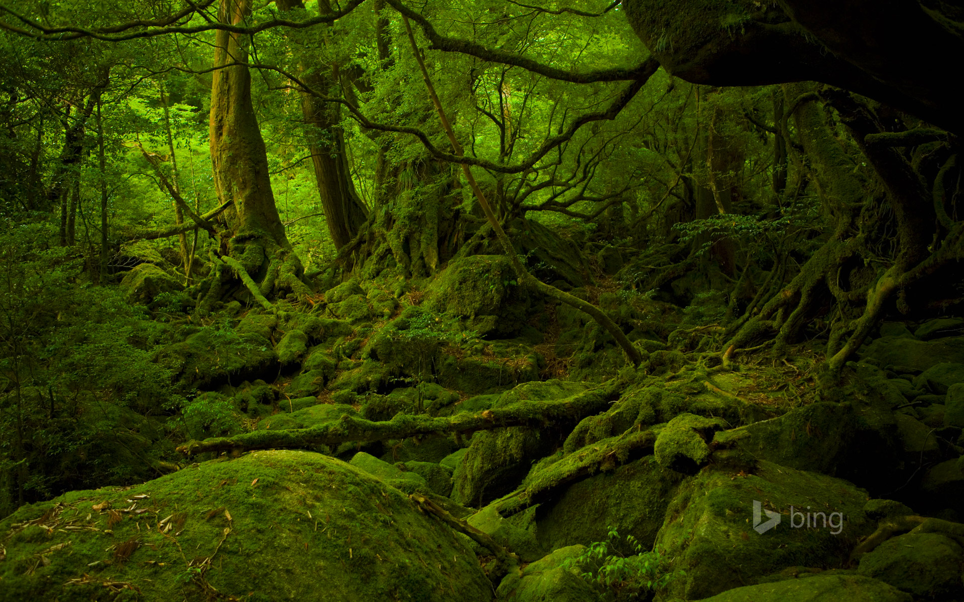 Floresta Mononoke Hime No Mori Fica Em Yakushima Jap O