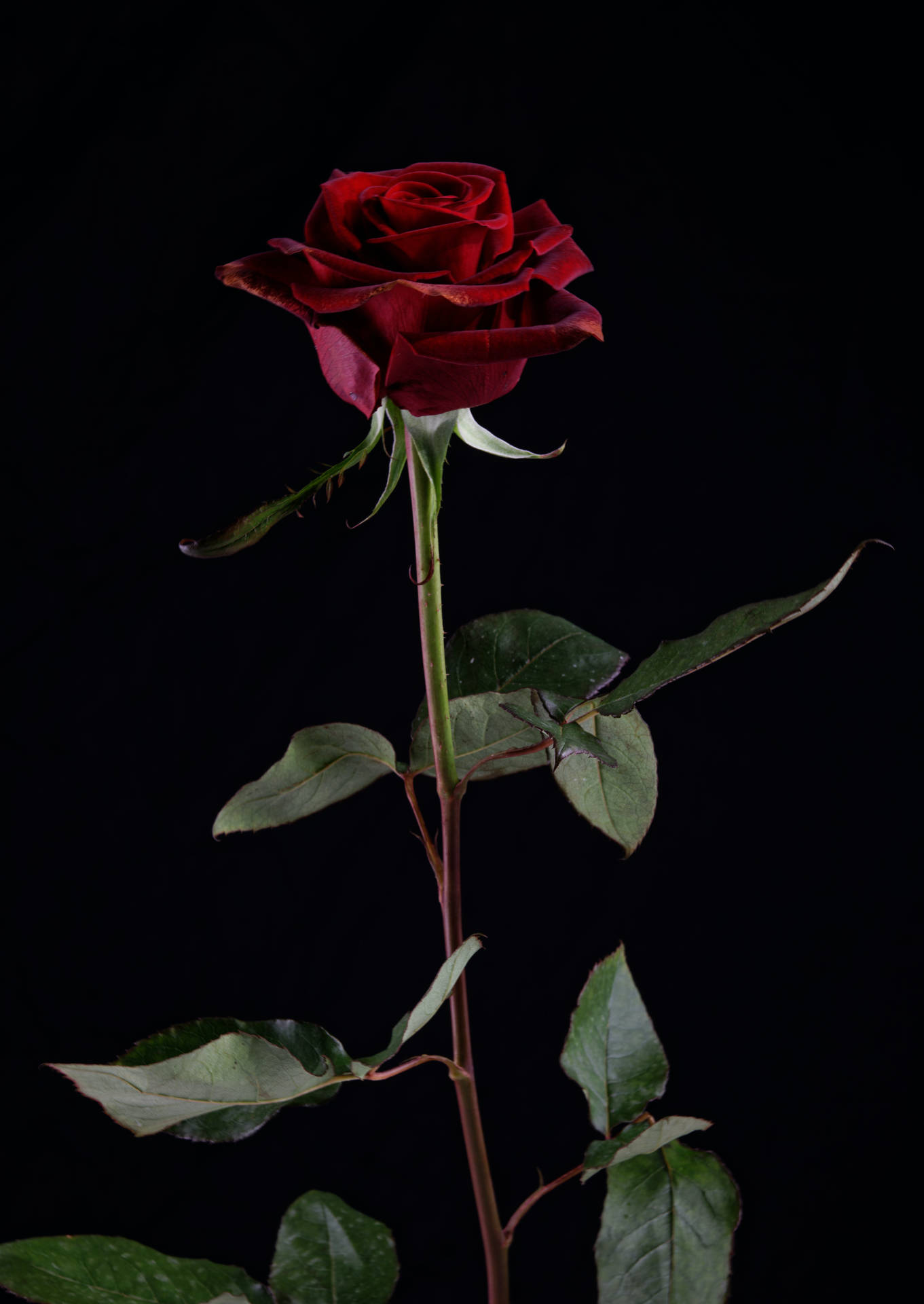 Flower Android Wallpaper