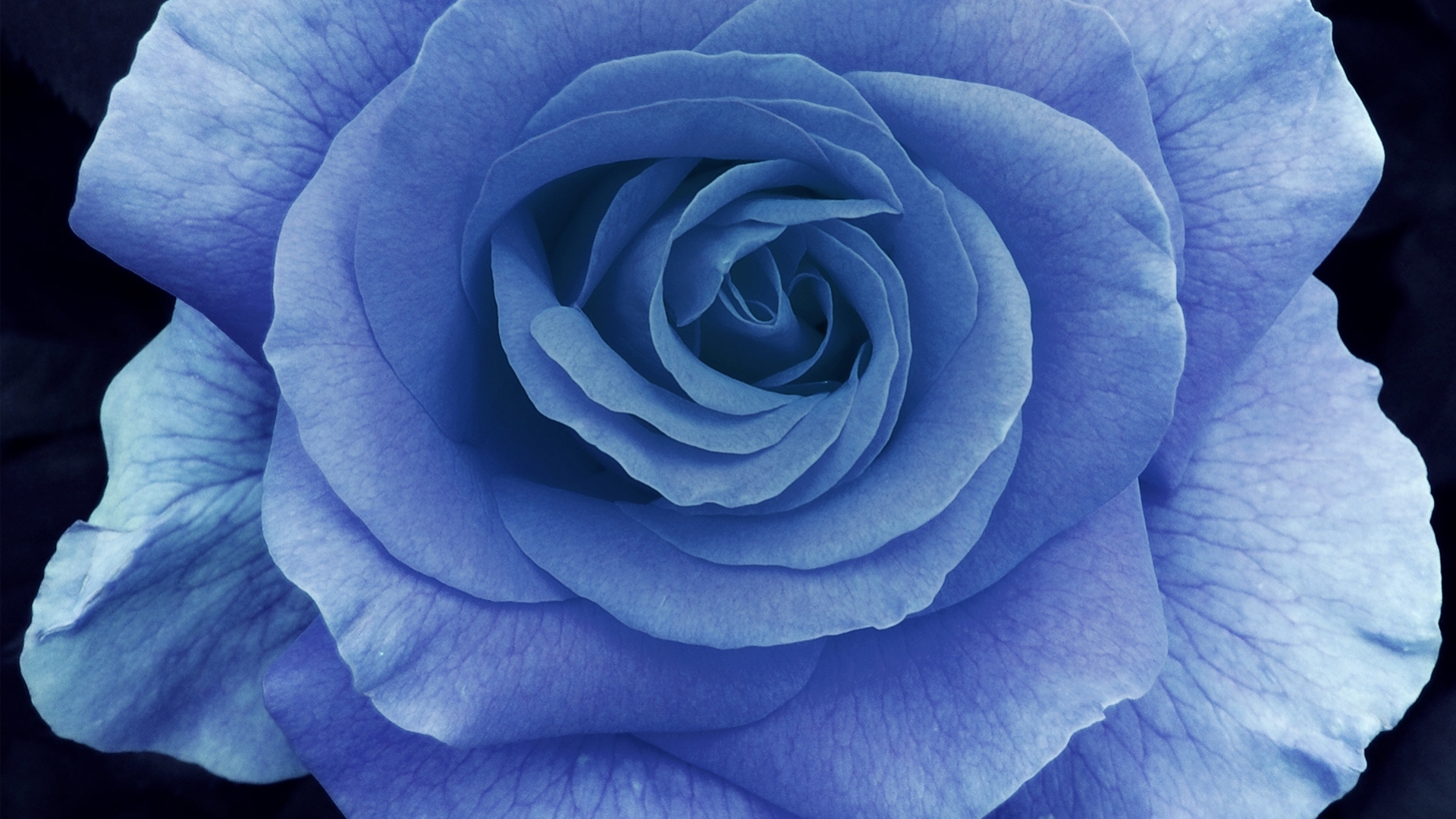 Big Blue Rose On A Dark Background Wallpaper And Image