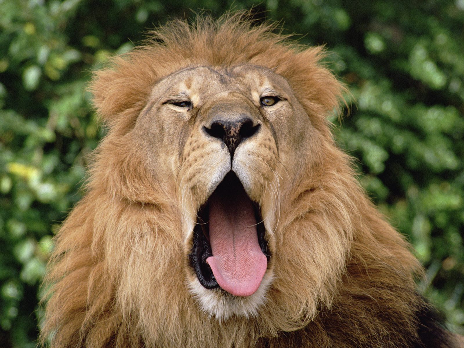 Adult Lions Wallpaper Sleepy Lion Pictures