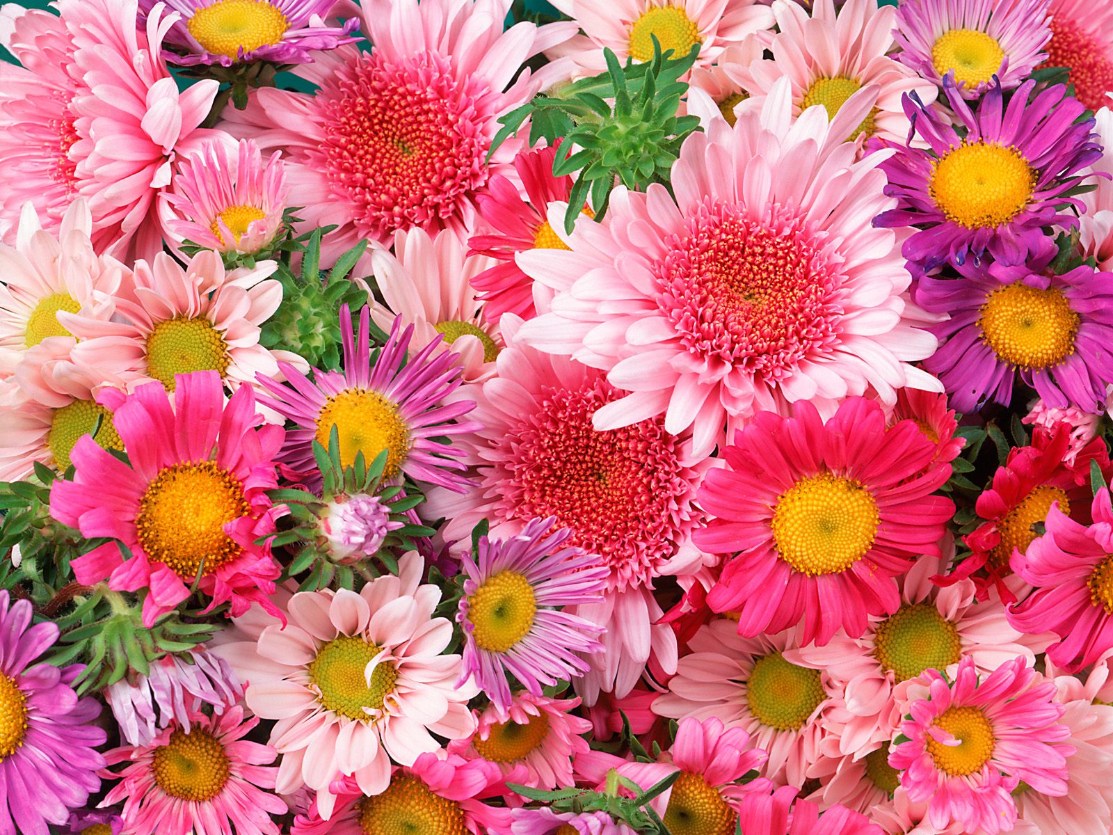 Flowers amp Planets wallpapers flowers nature 1600x1200