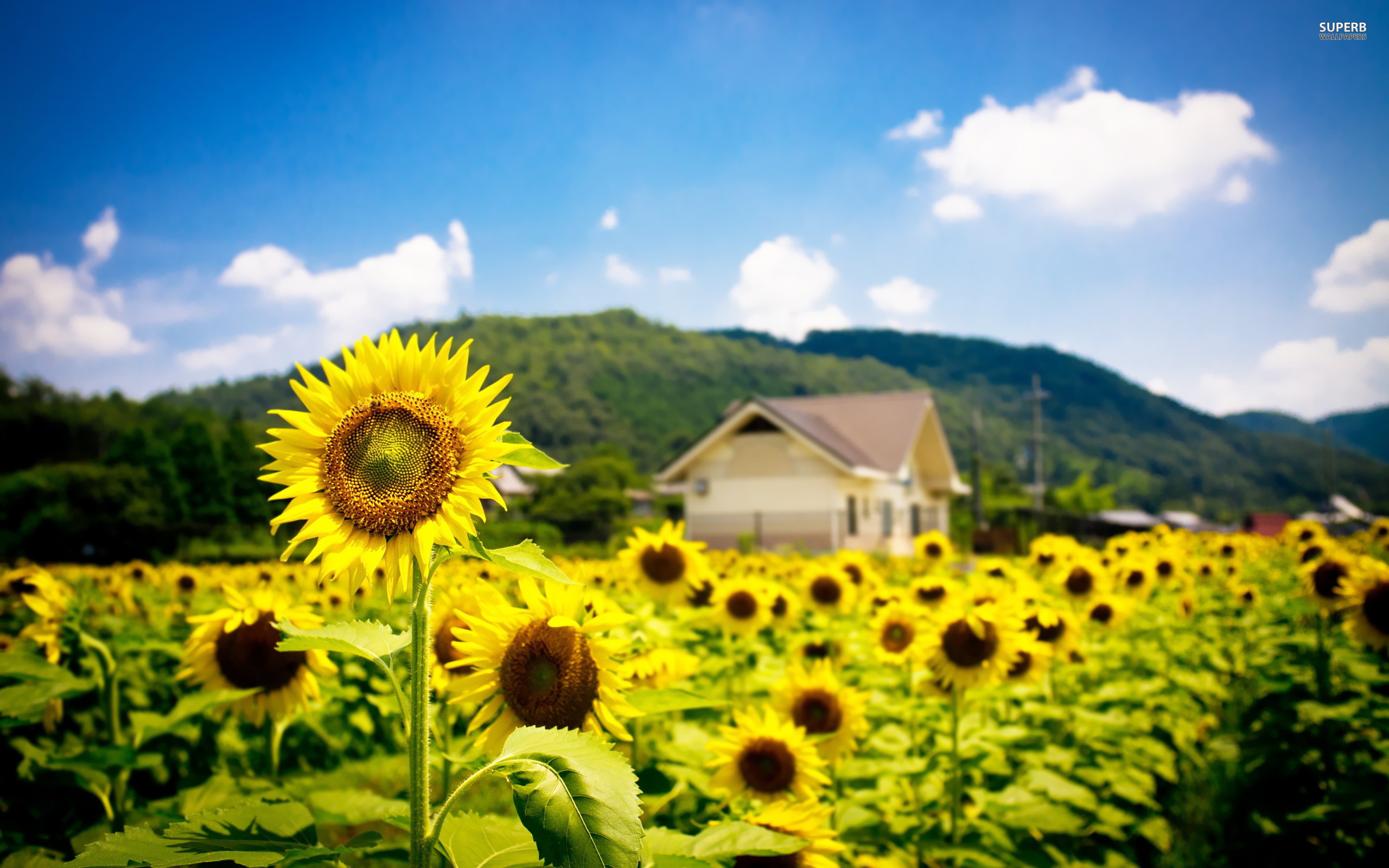 Sunflower Field Wallpaper Photography