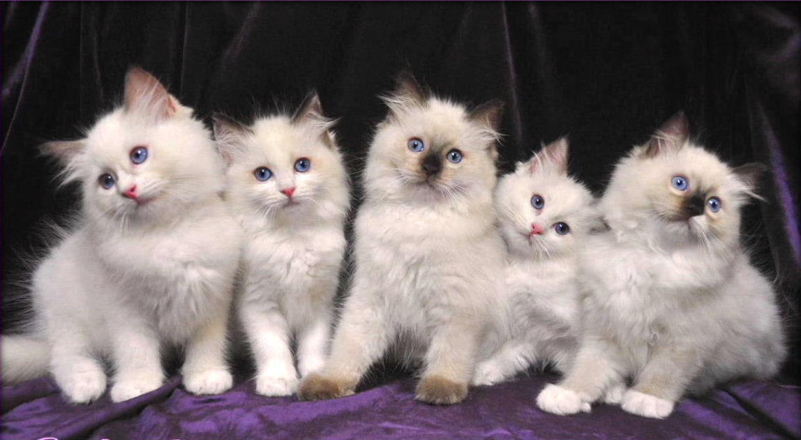 Ragdoll Kittens Photo And Wallpaper Beautiful