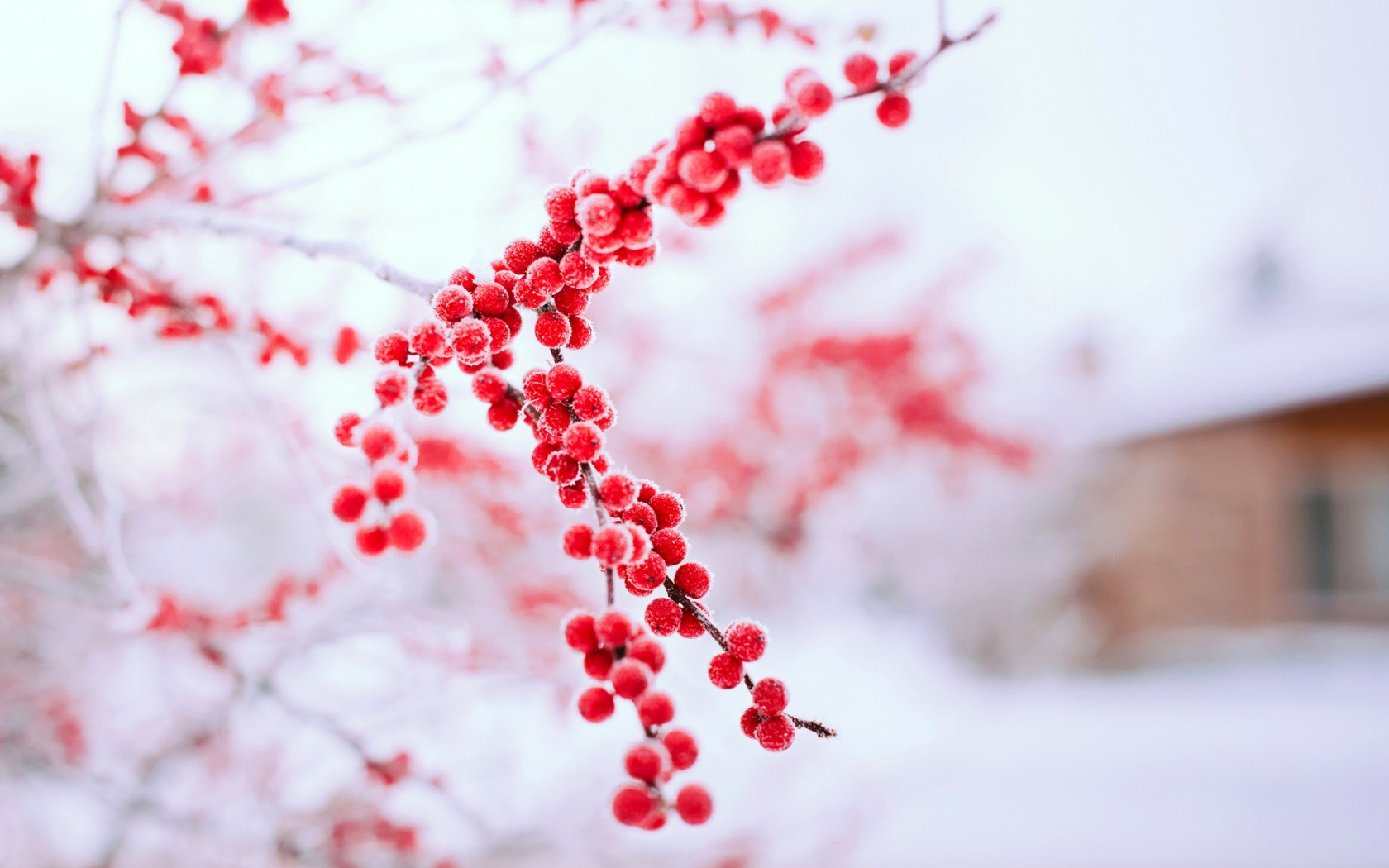  Winter Nature Wallpapers High Quality Long Wallpapers 1680x1050 1680x1050