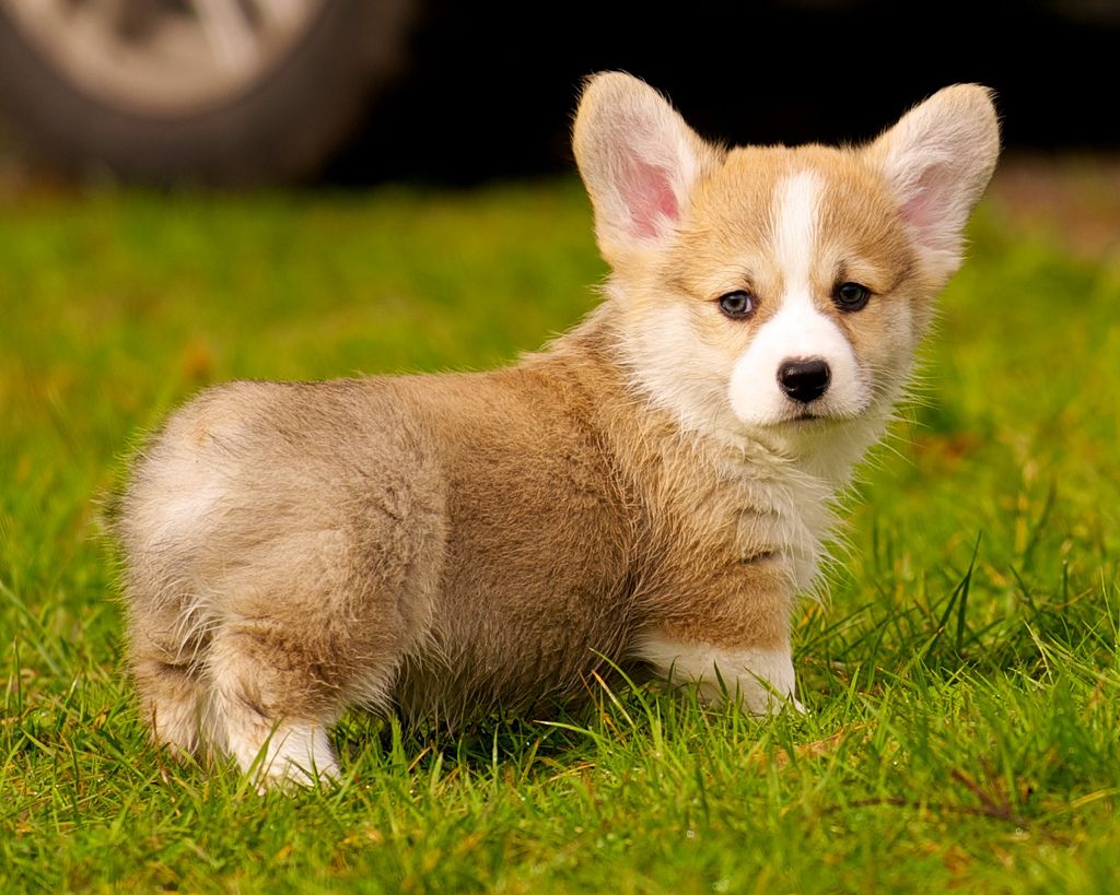 Free download The 30 Cutest Corgi Puppies of All Time The Stuff ...