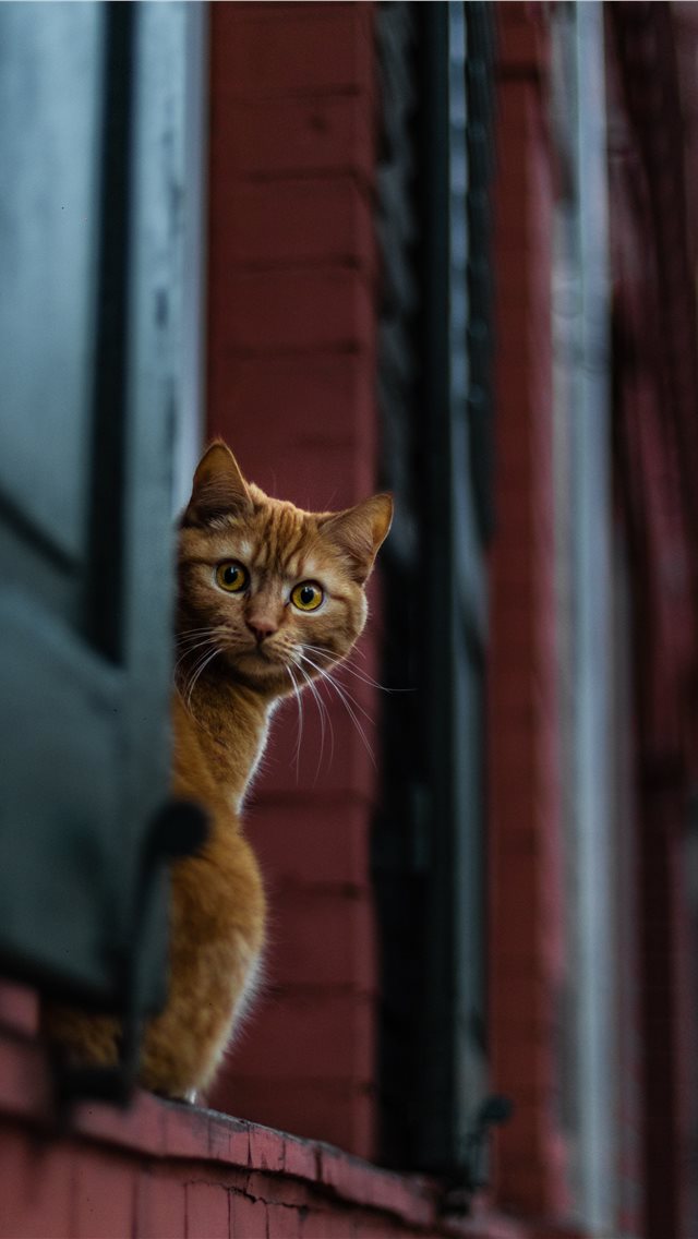 Best Cat iPhone HD Wallpaper