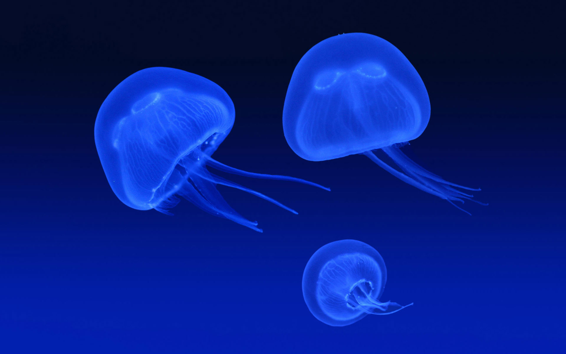 Floating Jellyfish Wallpaper HD
