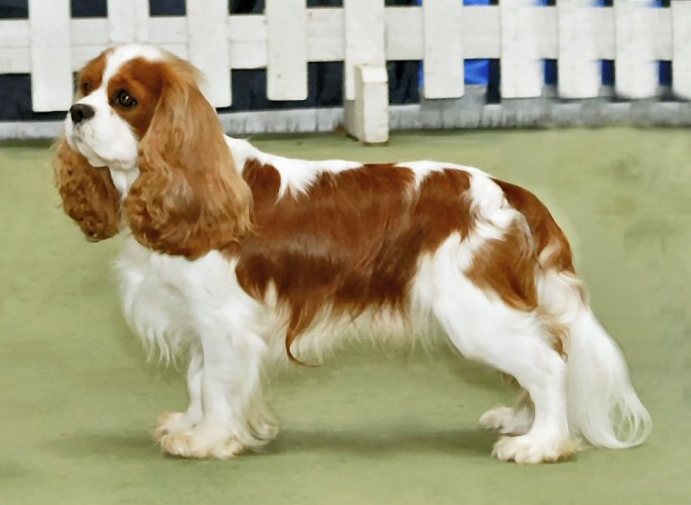 Dog Pictures Cavalier King Charles Spaniel