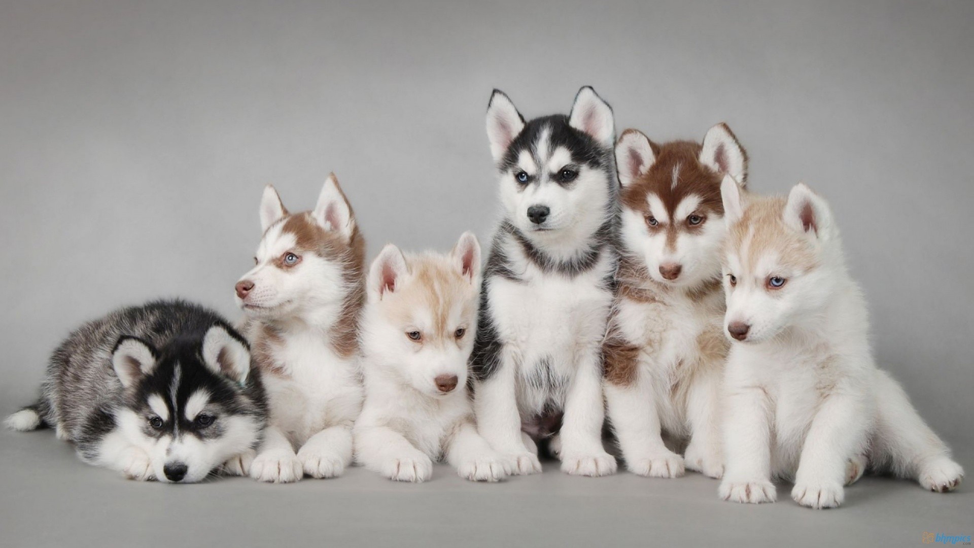 Cute Husky Puppies HD Wallpaper Of Animals