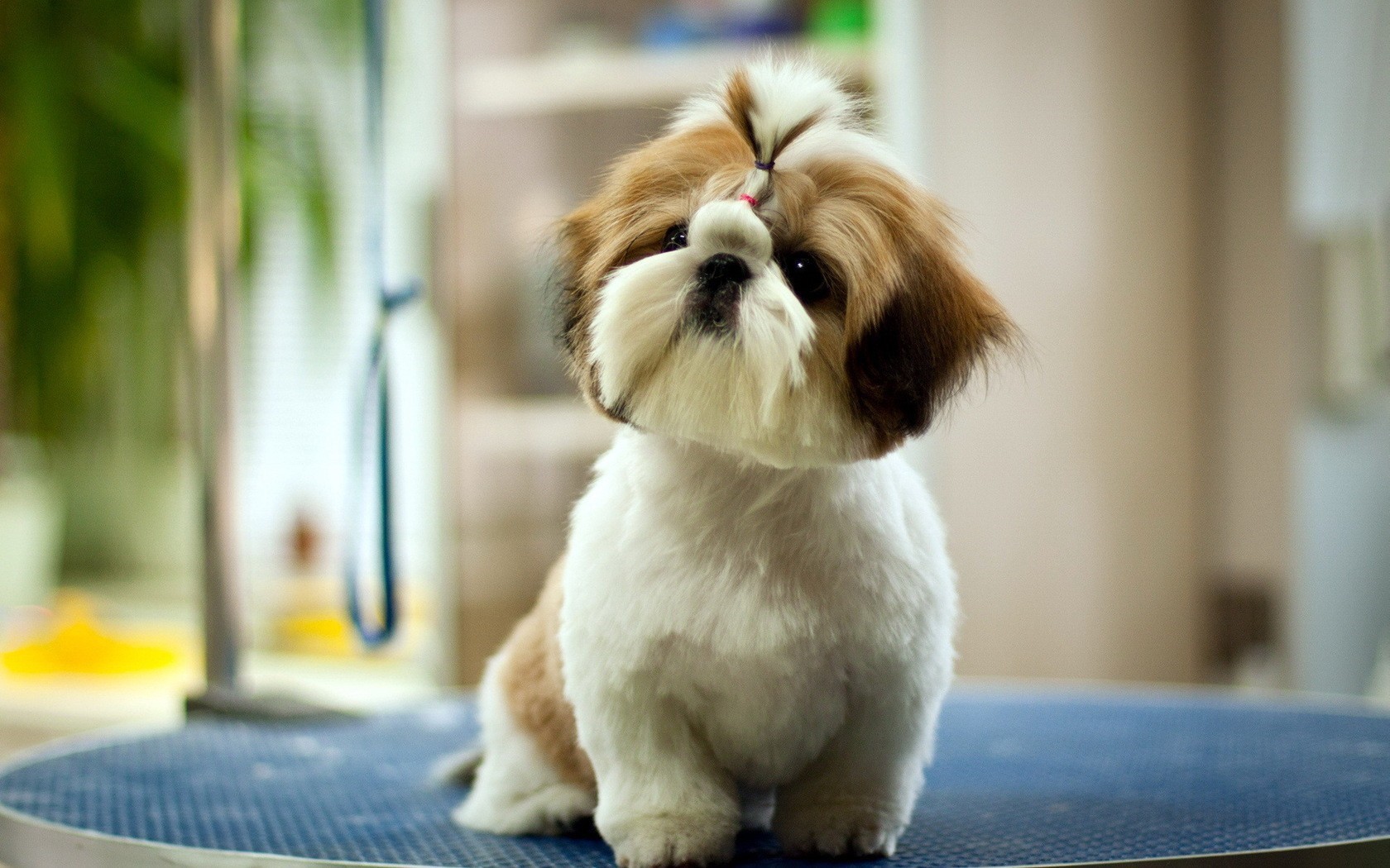 Cute Pet Dog Wallpaper HD
