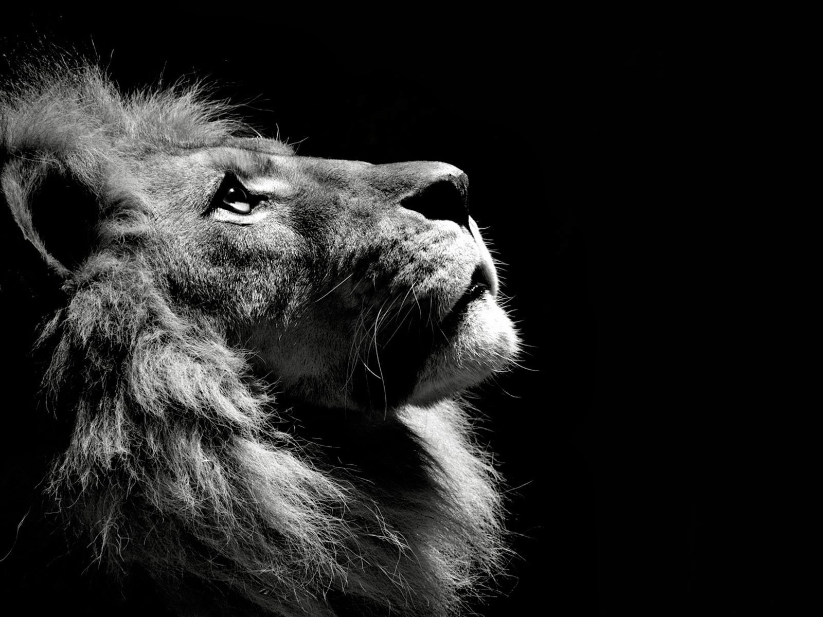 Lion Roar Wallpaper Black And White Arash pirayeshs photos