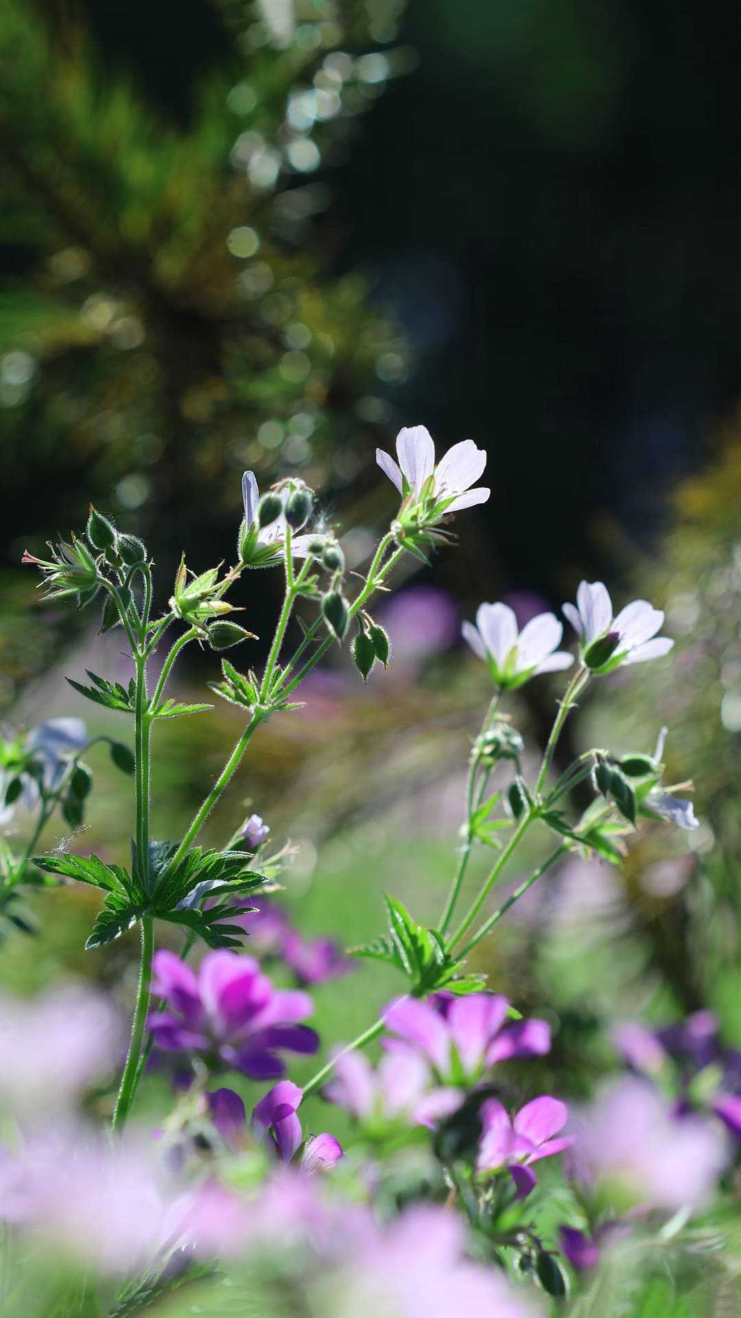 Wildflowers Wallpaper