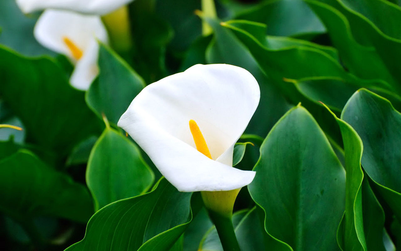 Calla Lily Wallpaper HD Full Pictures