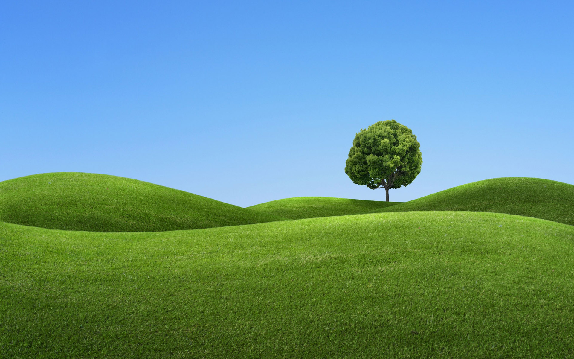 Tree On A Green Hill Wallpaper And Image Pictures