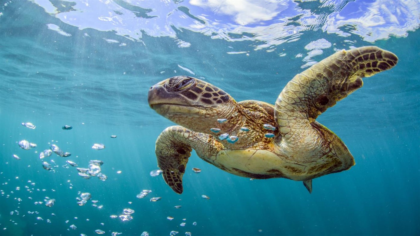 A green sea turtle swims gracefully through the ocean, its flippers outstretched as it navigates the clear blue water