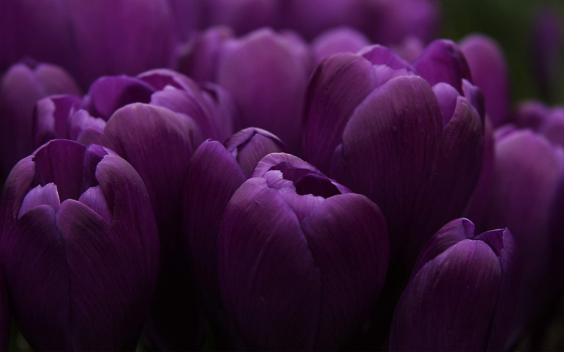 Purple Flower HD Wallpaper