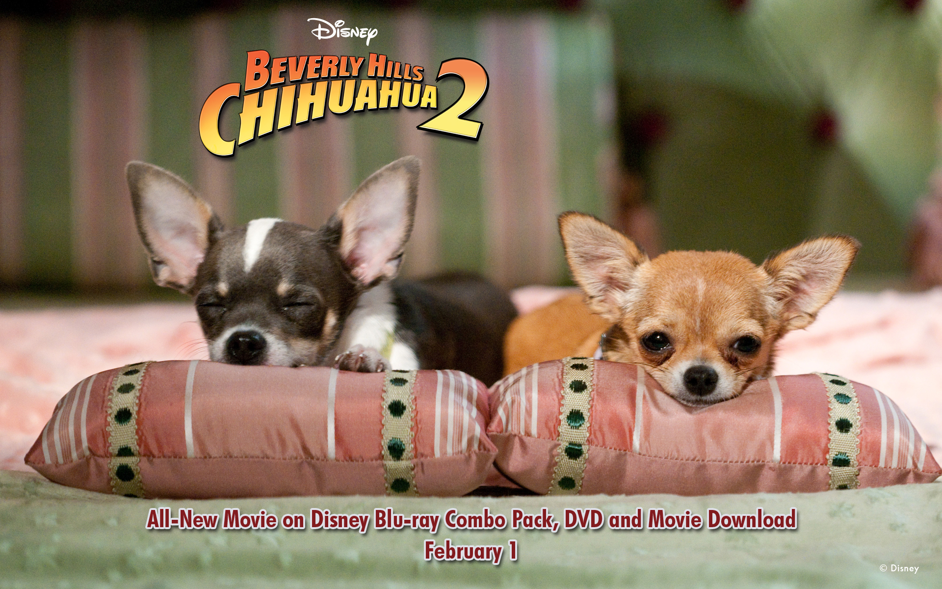 Beverly Hills Chihuahua2 Wallpaper Disney
