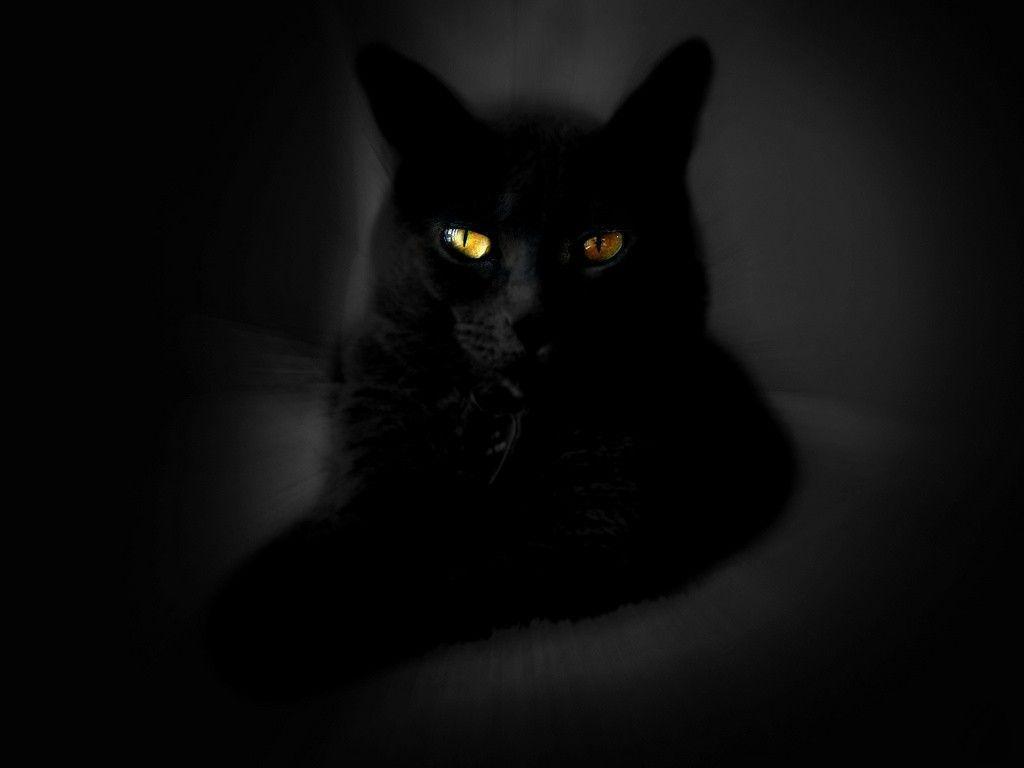 Wallpaper Black Cat