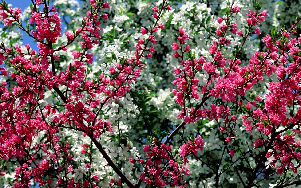 Spring Blooming Flowers Widescreen Wallpaper   HD Wallpapers 1280x800