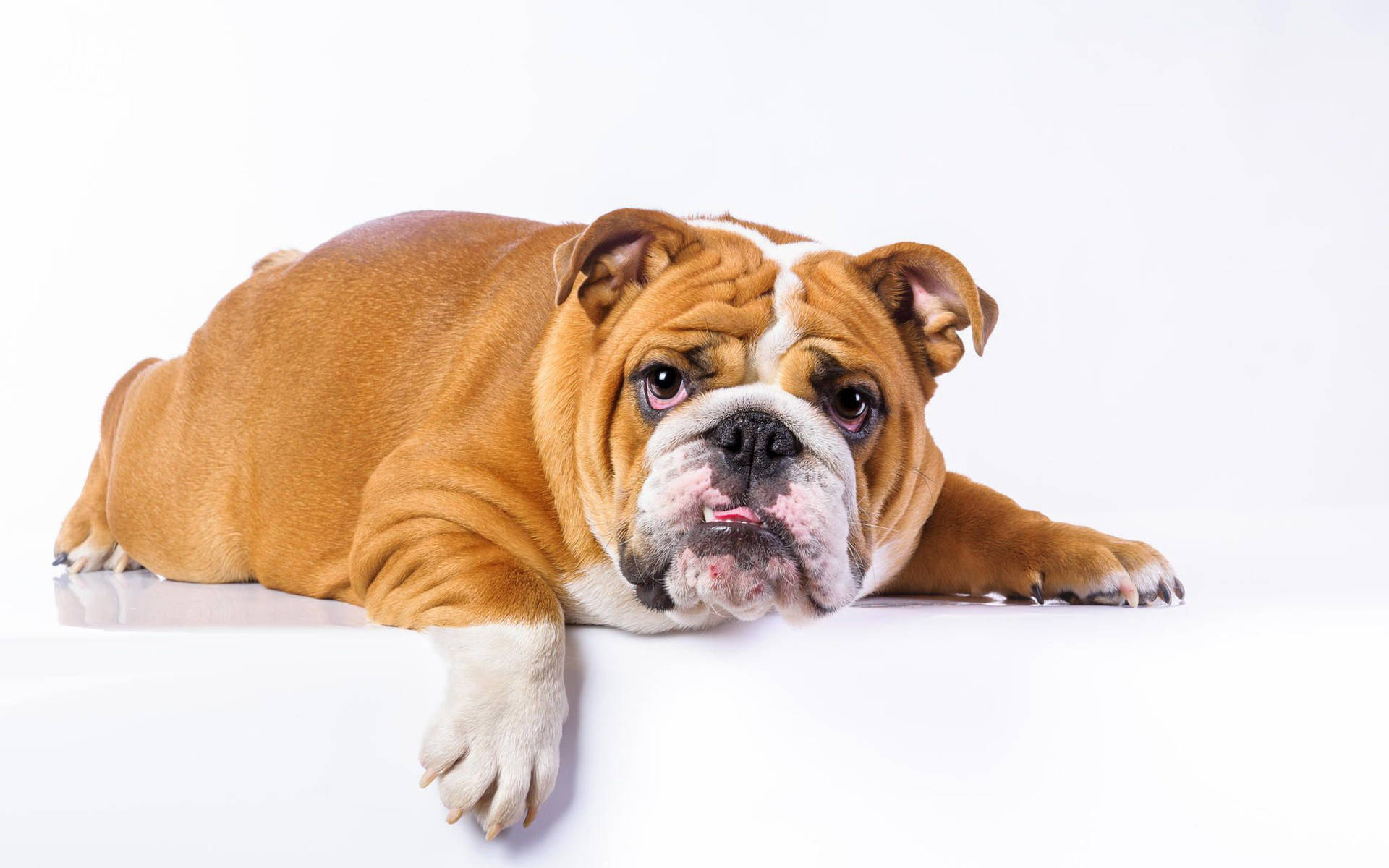English Bulldog Wallpaper