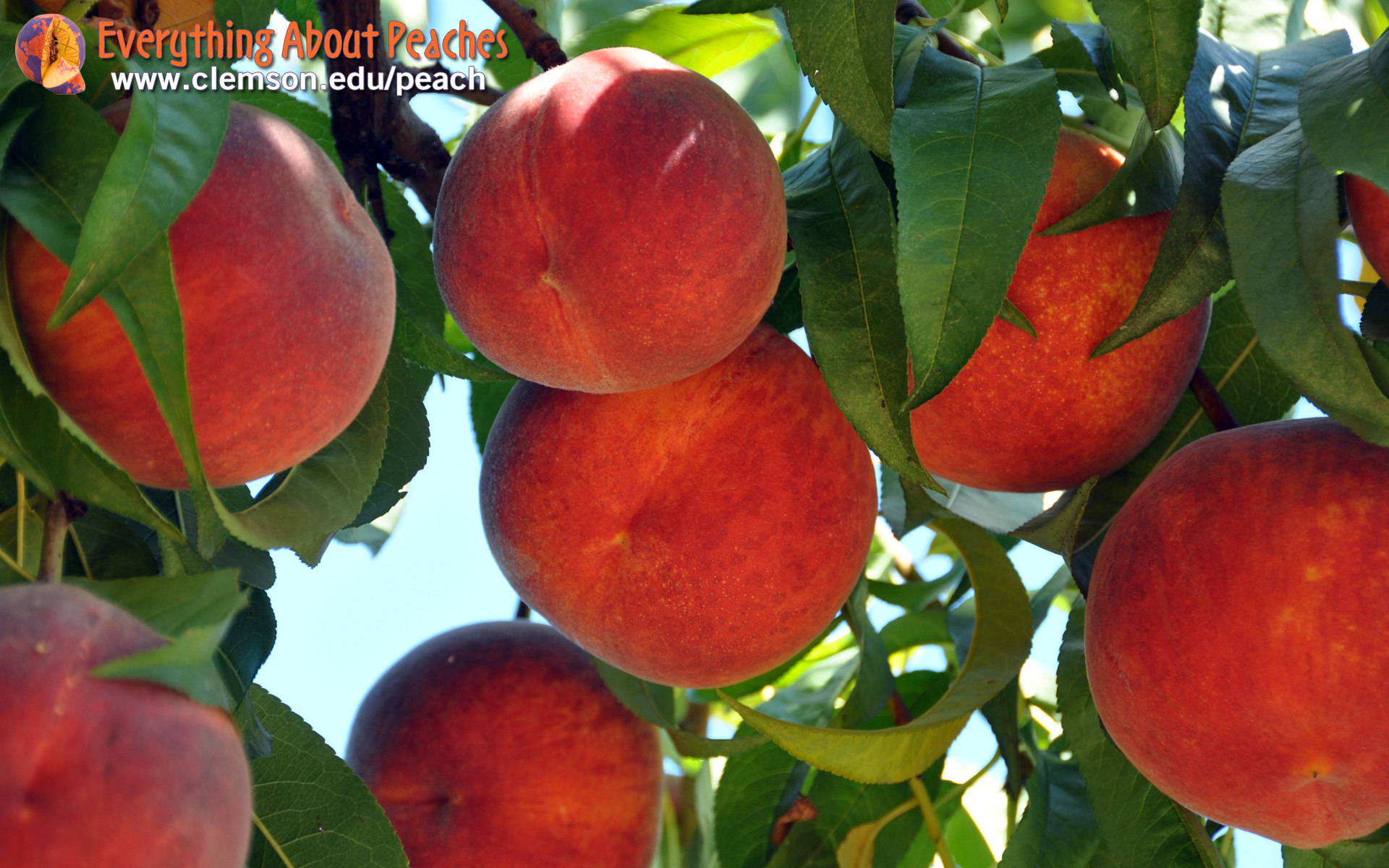 Ripe Peaches On A Tree With Bright Blue Sky Background