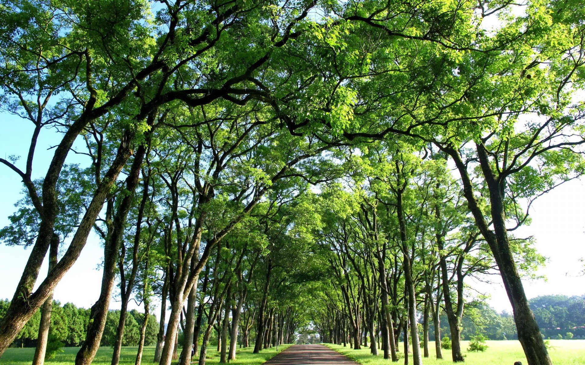 Top Trees Branches Road wallpapers Top Trees Branches Road stock