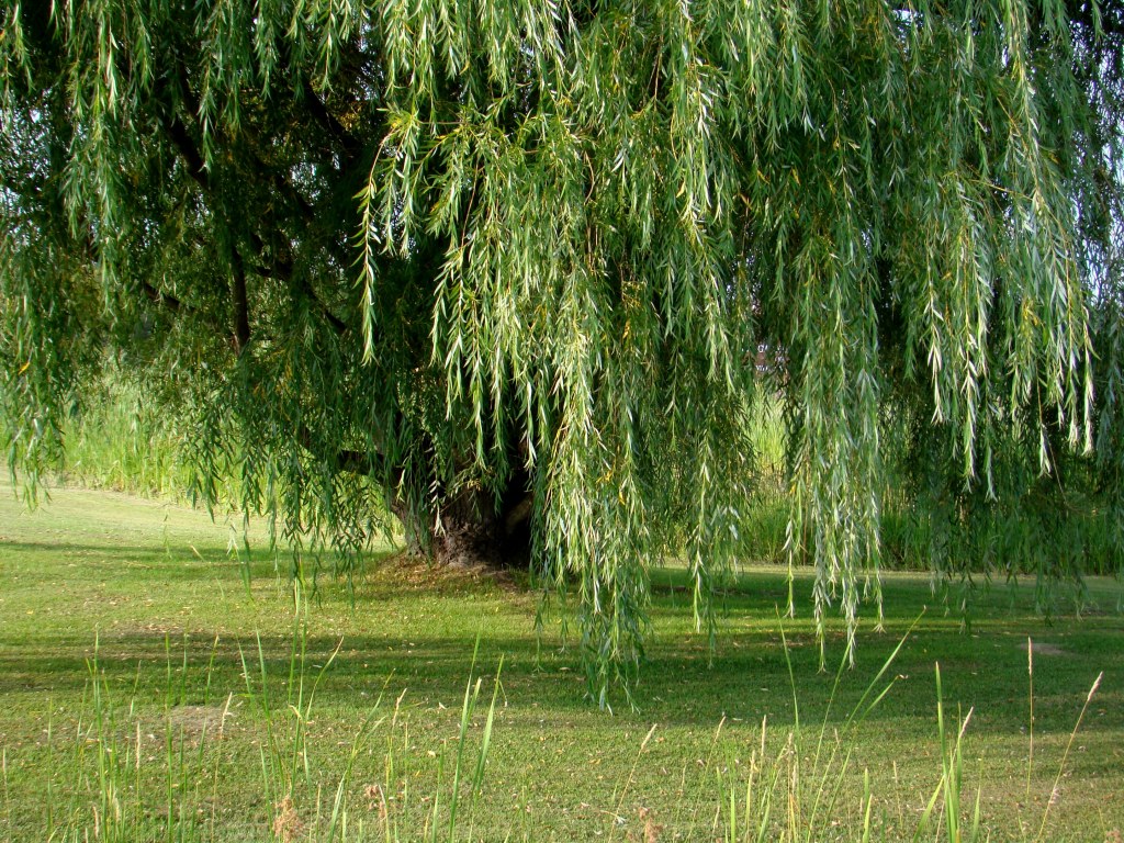 Weeping Willow Tree Wallpaper Dnn Shadetrees