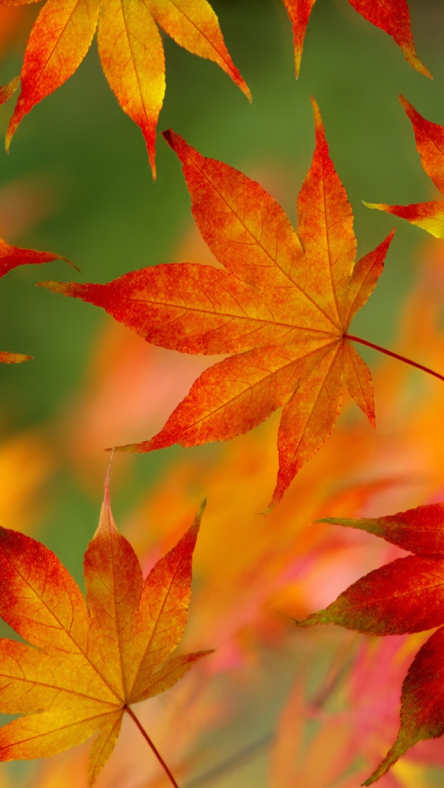 Autumn Leaf Pattern iPhone Wallpaper
