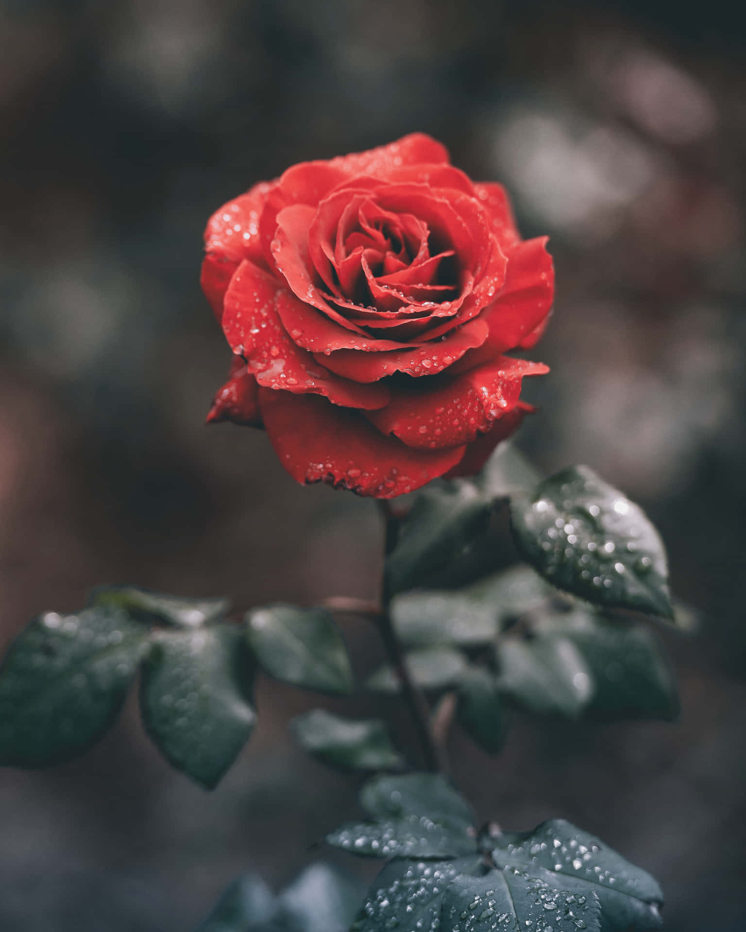 Cute Rose Wallpaper