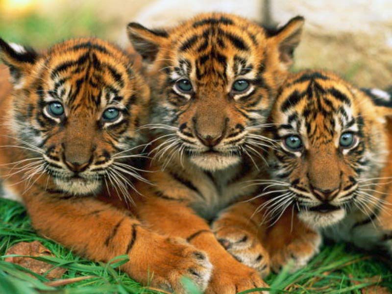 Funny Wallpaper HD Cute Tiger Pictures