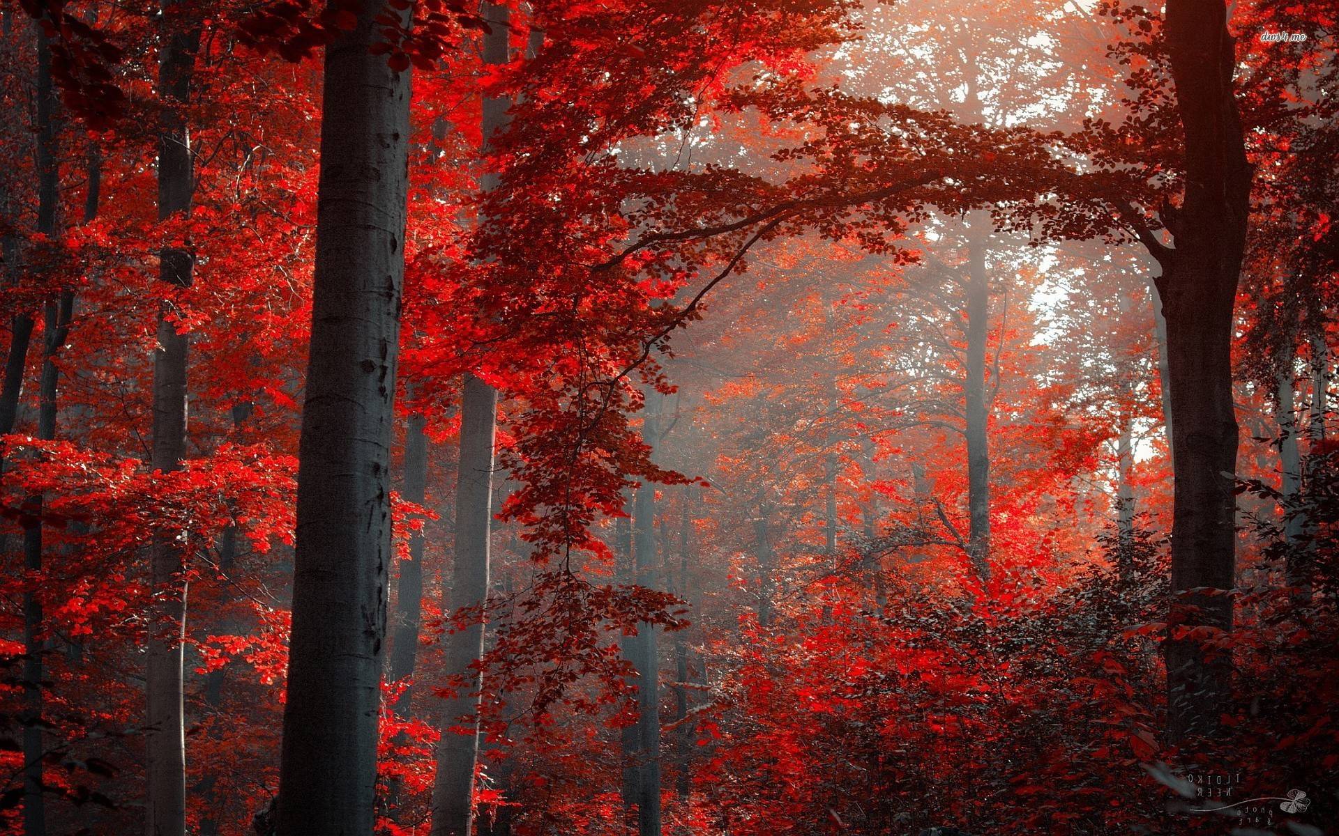Red Forest Best Wallpaper