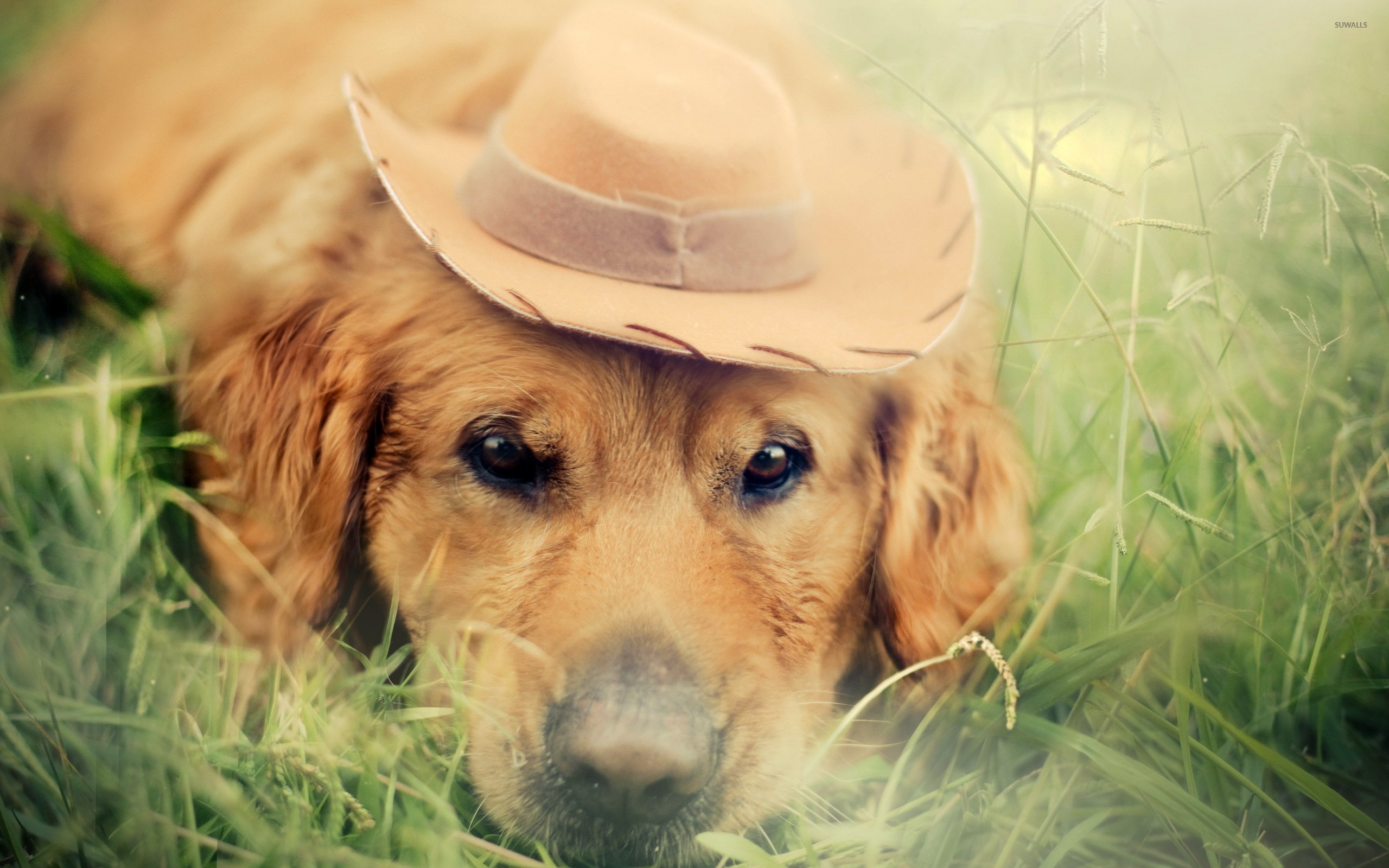 Golden Retriever With A Cowboy Hat Wallpaper Animal
