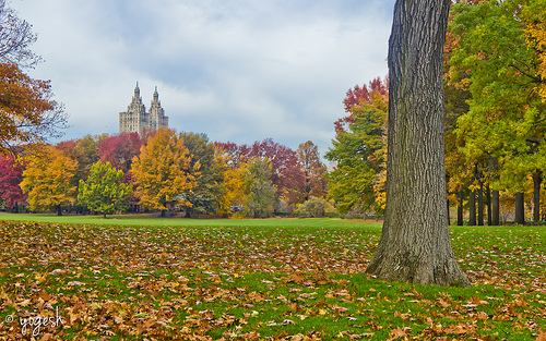 Central Park Fall Foliage Photo Sharing