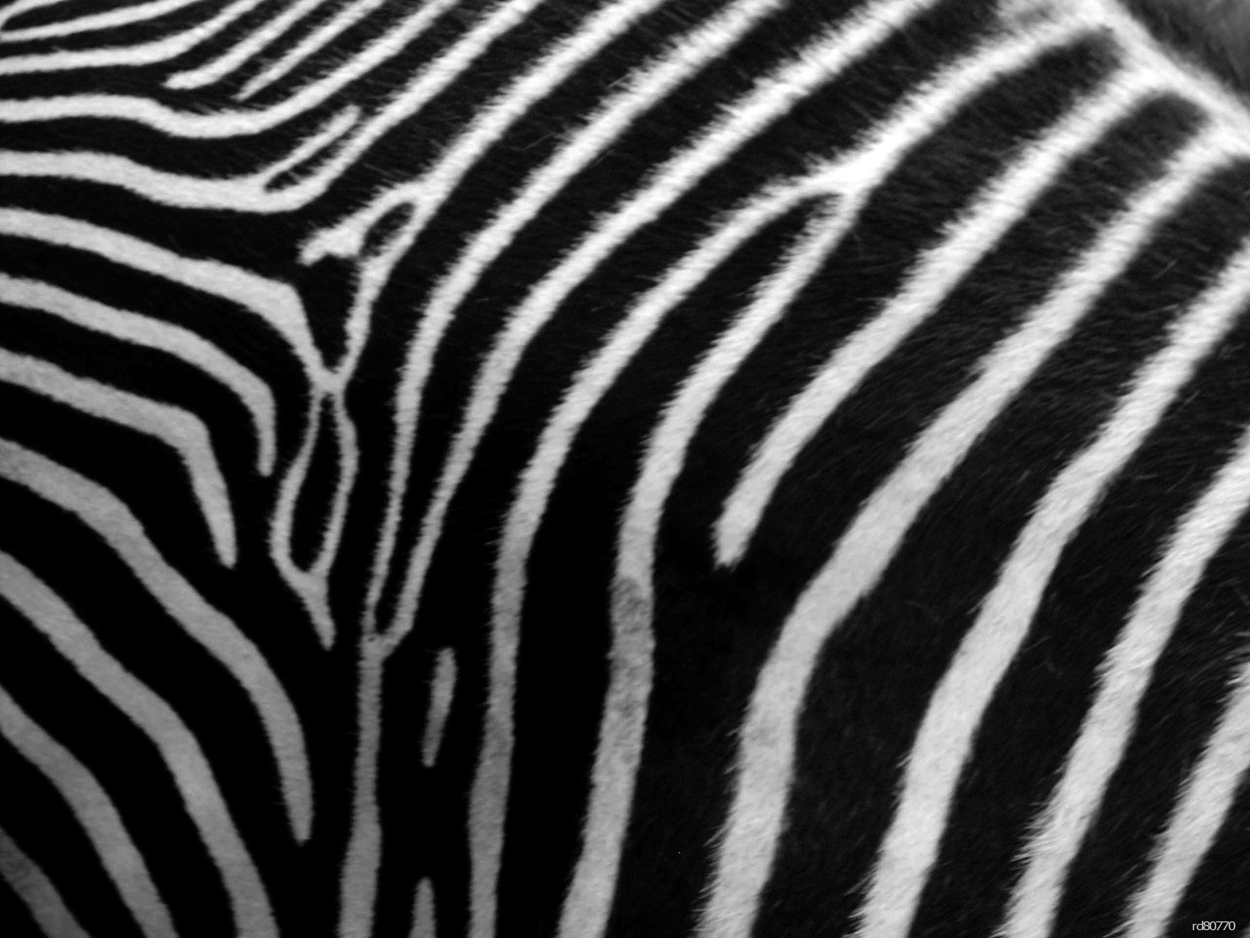 Zebra Wallpaper Part