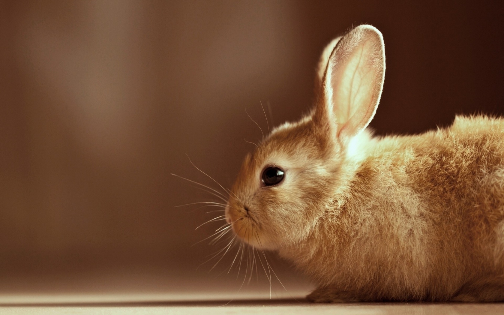 Cute Rabbit Desktop Pc And Mac Wallpaper