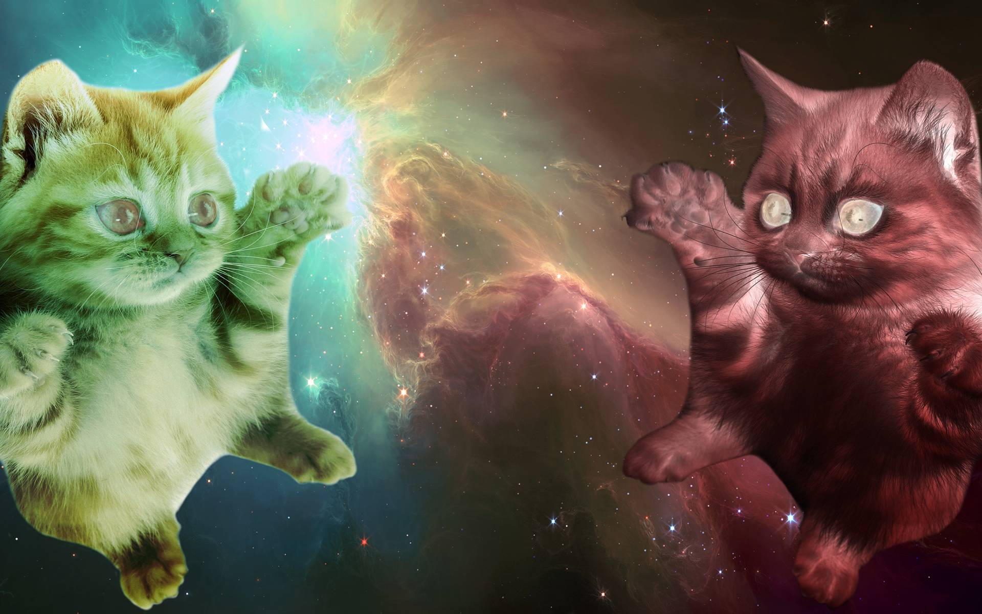 Space Laser Cat Wallpaper Cats