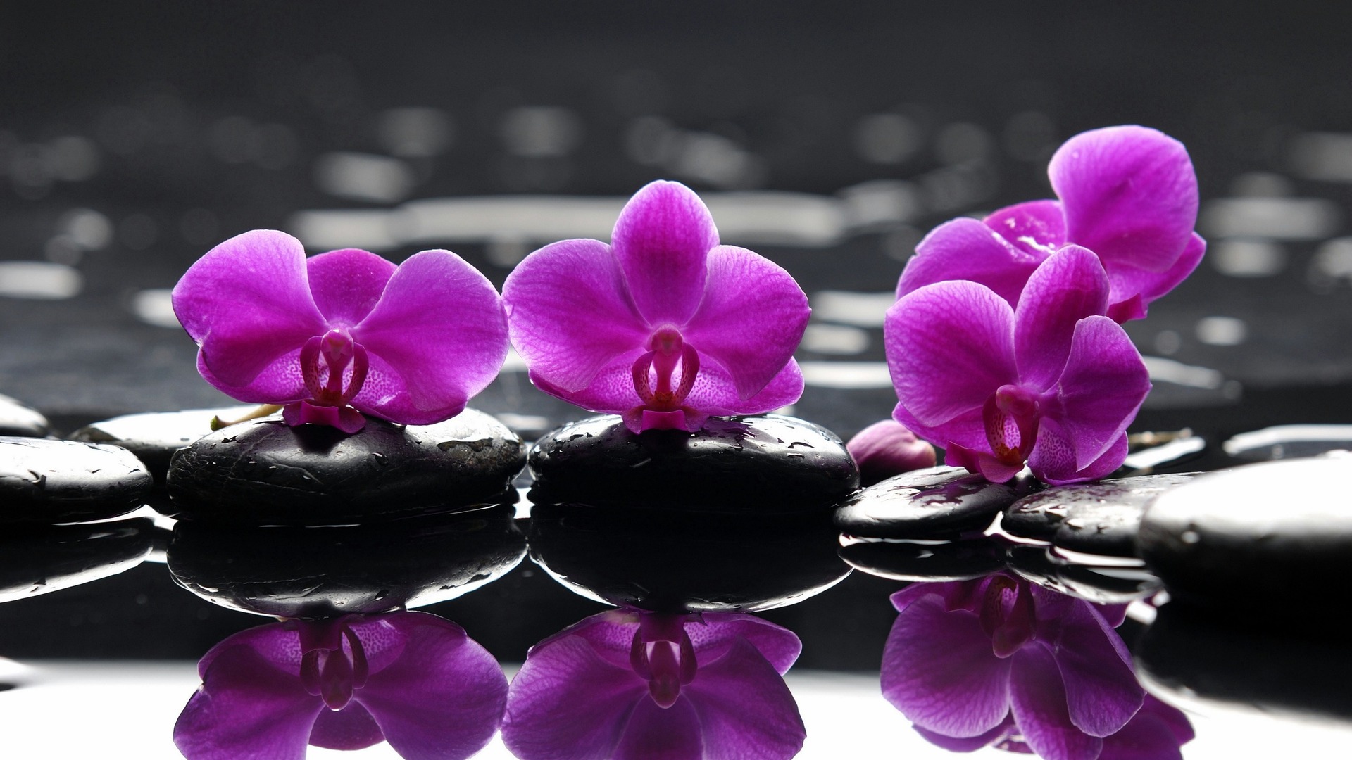 Purple Orchid Flower Wallpaper Screen