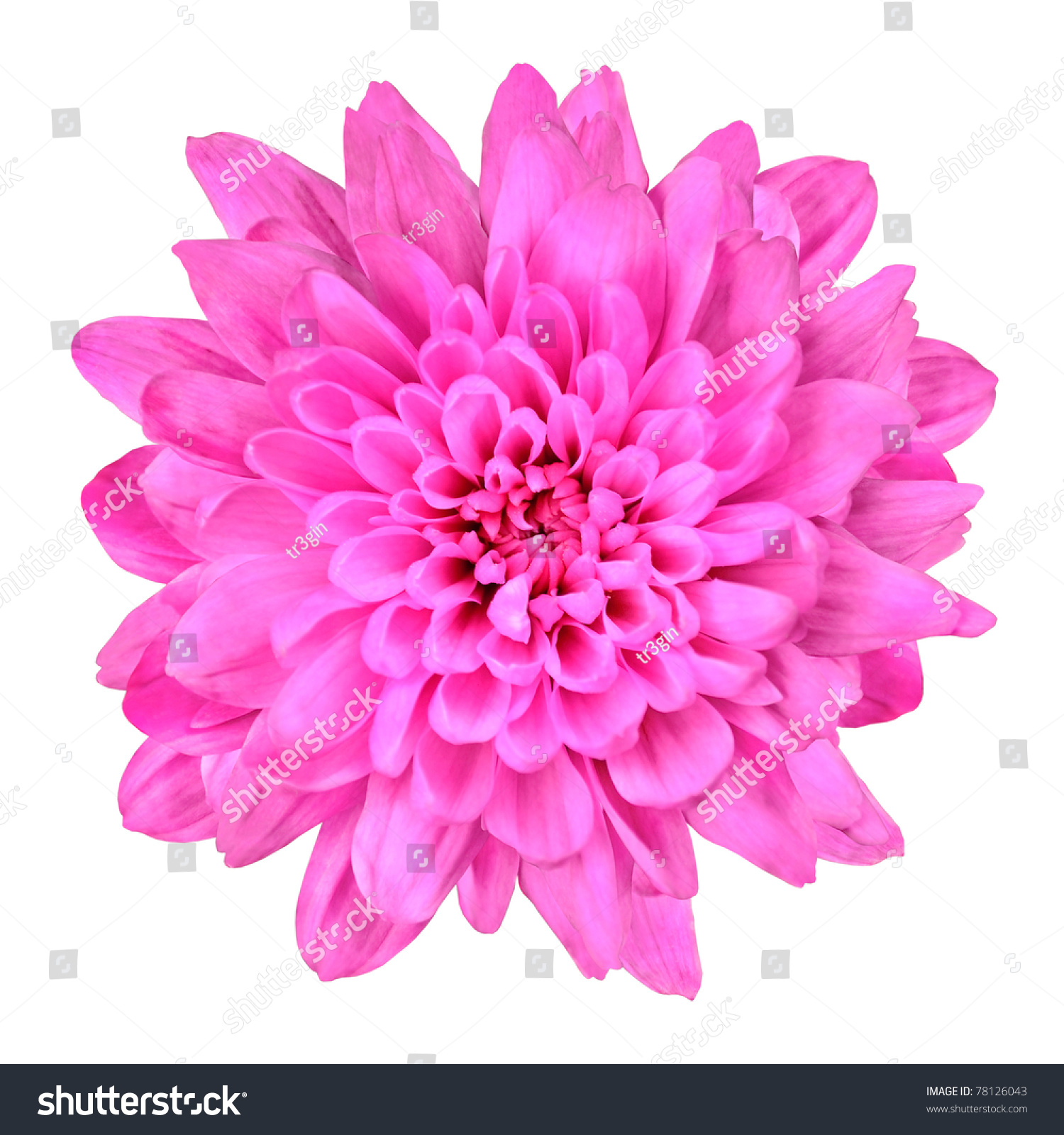 One Pink Chrysanthemum Flower Isolated Over White