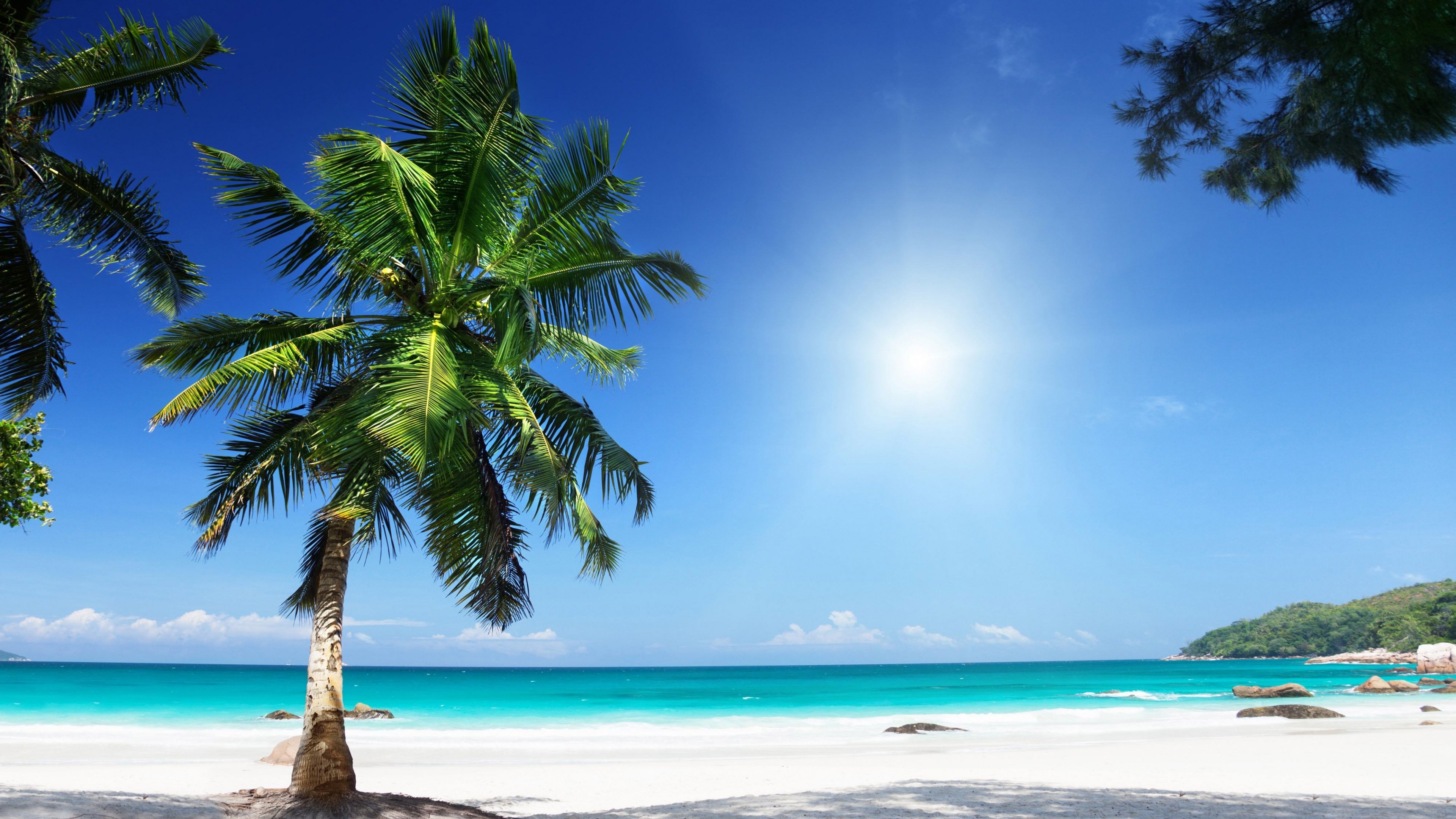 Palm Tree Sunny Beach Seashore Clear Sky HDr UltraHD Black