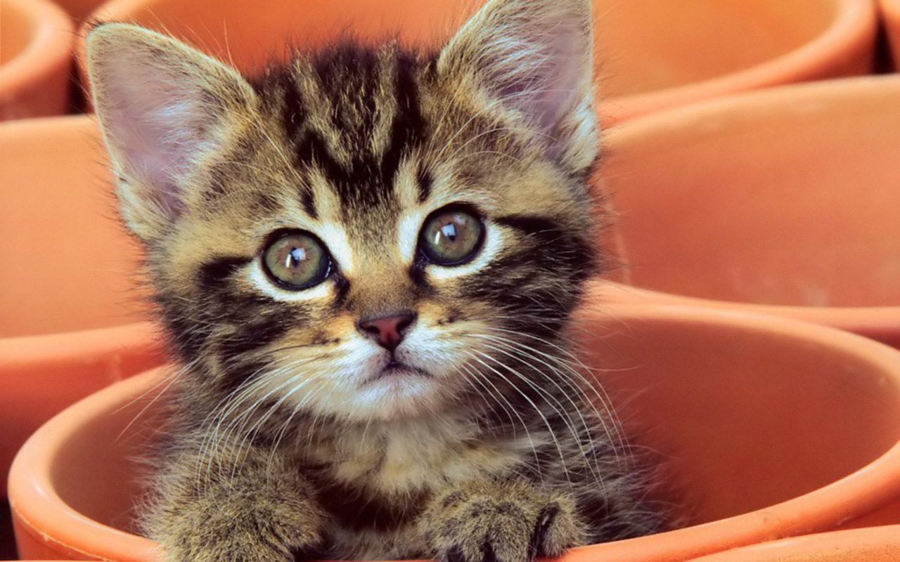 An adorable tabby kitten peeking out of a terracotta pot, its large, curious eyes gazing directly at the viewer