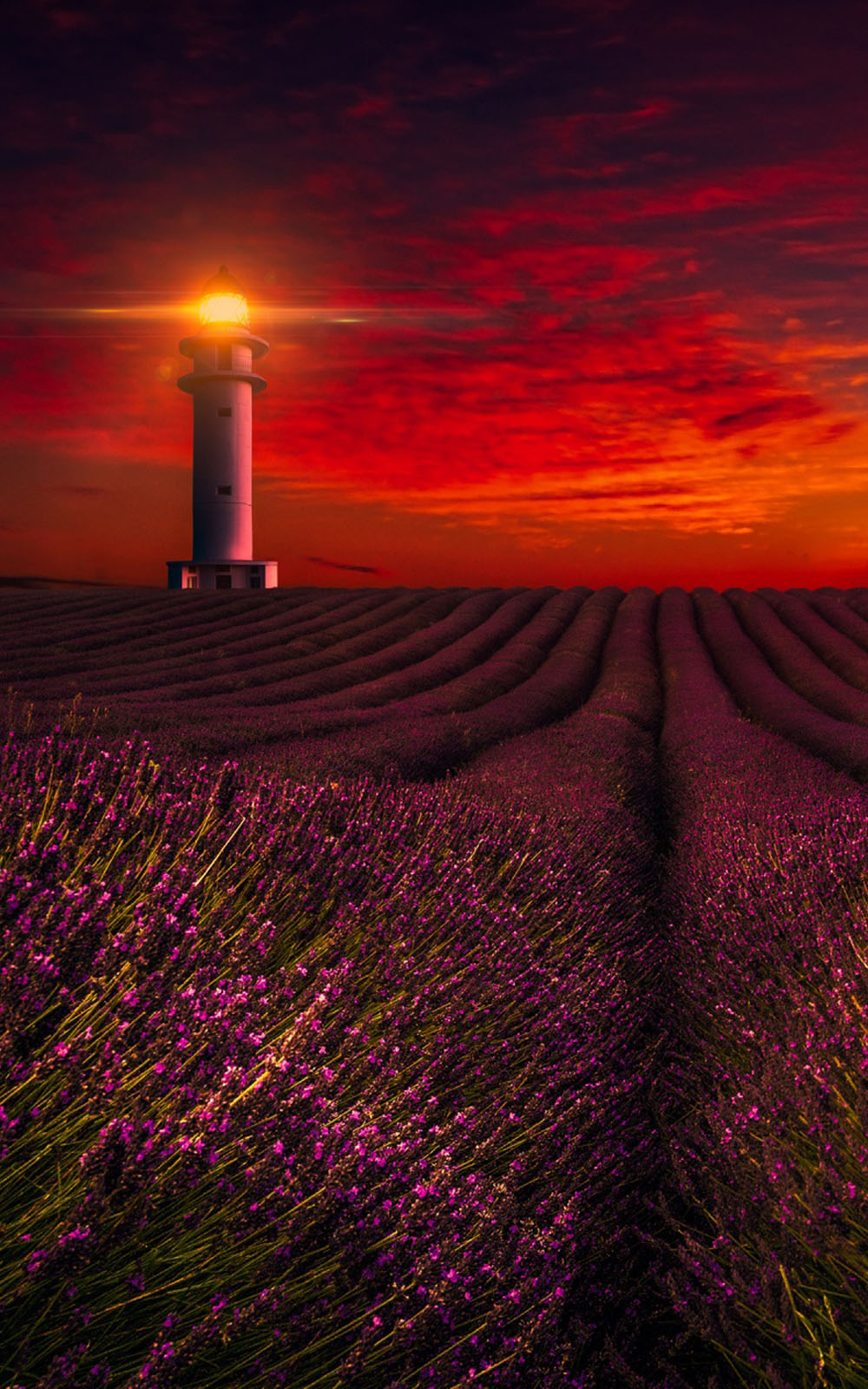 Sunset Lavender Field Lighthouse HD Mobile Wallpaper