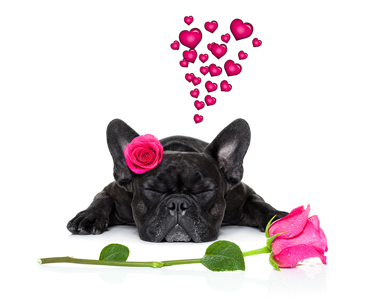 Image Bulldog Valentine S Day Dogs Heart Sleep Black Roses Animals